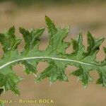 Cirsium filipendulum Leaf