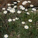 Argyranthemum foeniculaceum Habit