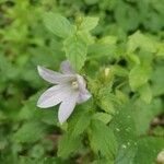 Campanula lactifloraFlors