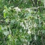 Populus nigraFlower