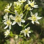 Toxicoscordion fremontii Flor