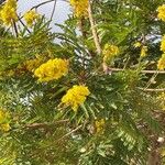 Peltophorum africanum Flower