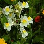 Linaria maroccana Flower