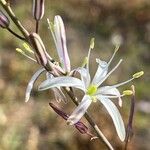 Chlorogalum pomeridianum 花