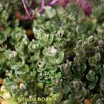 Polycarpon polycarpoides Mosusu