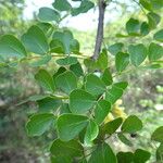 Haematoxylum campechianum ᱥᱟᱠᱟᱢ