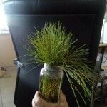 Eleocharis parvula Hoja