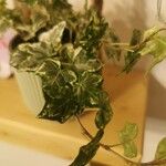 Hedera algeriensisÇiçek