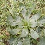 Plantago serraria Lapas