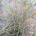 Launaea fragilis Leaf