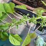 Amaranthus blitum Folha