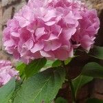 Hydrangea macrophyllaKvět