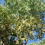 Cussonia paniculata عادت داشتن