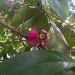 Syzygium malaccense Blüte