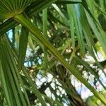 Trachycarpus fortunei Φλοιός