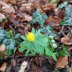 Eranthis hyemalisFiore