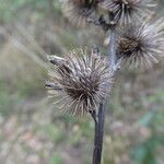 Arctium minus ഫലം