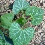 Cucurbita moschata 葉