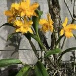 Cattleya lobataFloare