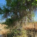 Cordia myxa Habit