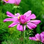Cosmos bipinnatus Fula