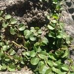 Trianthema portulacastrum Leaf