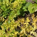 Corydalis nobilis Blatt