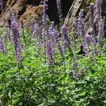 Lupinus argenteus Fuelha