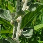 Ouret lanata Flor