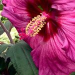 Hibiscus palustris Cvet