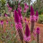 Deeringia spicata Blomma