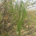 Prosopis glandulosa 葉