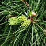 Picea laxa Folha