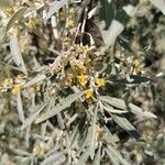 Elaeagnus angustifolia برگ