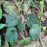 Begonia skutchii