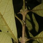 Aegiphila anomala Rinde