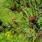 Pinus mugo Frunză