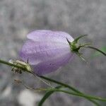 Campanula rotundifolia Flower