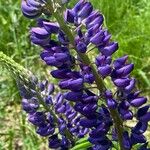 Lupinus perennis Blomma