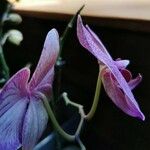Dendrobium antennatum Flor