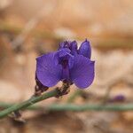 Polygala microphylla 花