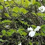 Cornus nuttallii Hoja