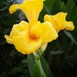 Canna indicaKwiat