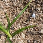 Cyperus esculentus Blatt