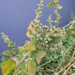 Chenopodium albumBlodyn