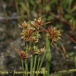 Juncus capitatus Hábito