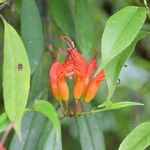 Aeschynanthus hookeri 花