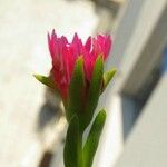 Delosperma cooperi Virág