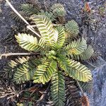 Acaena cylindristachya Ravina