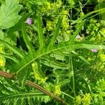 Cirsium rivulare Fuelha